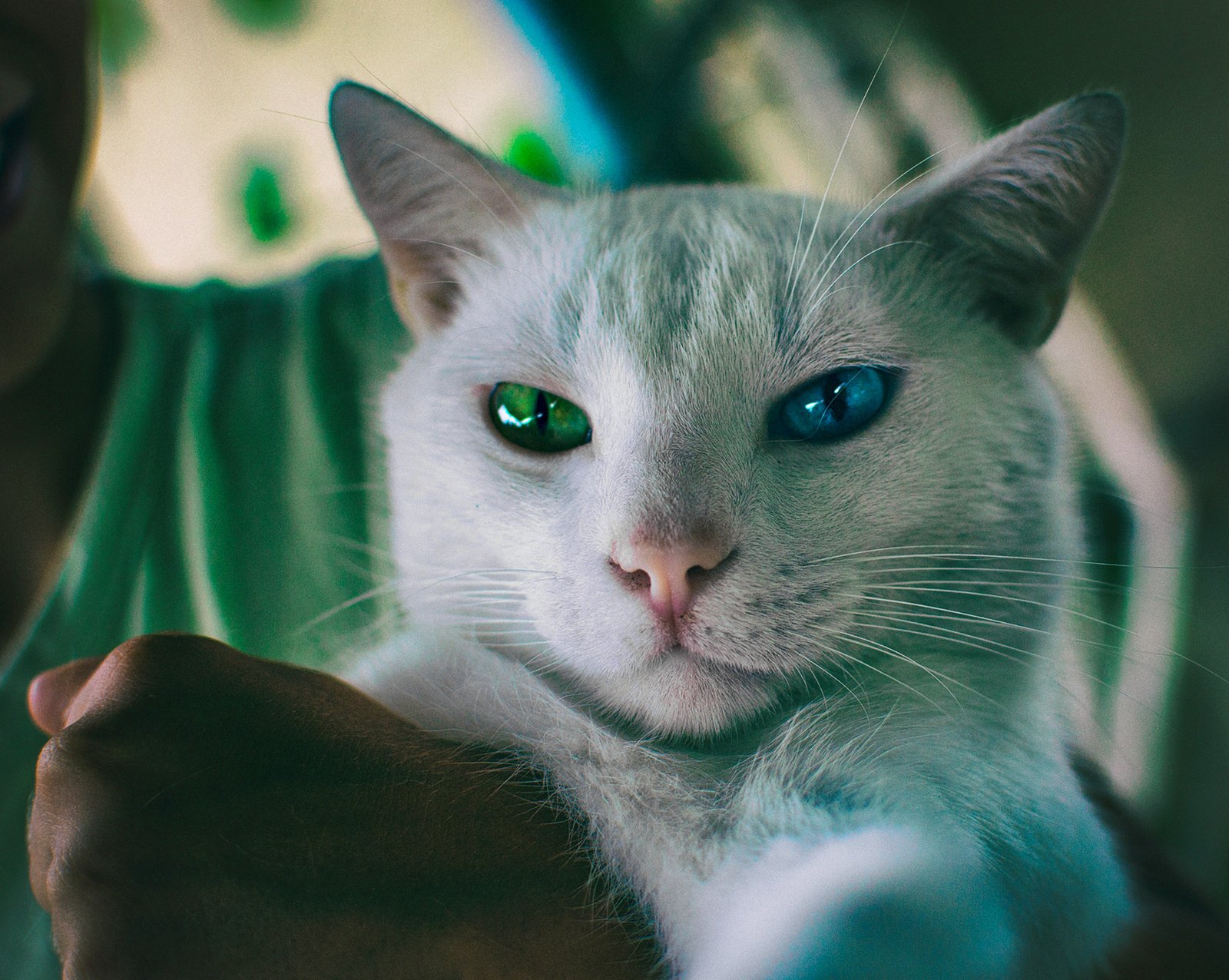 Heterocromia